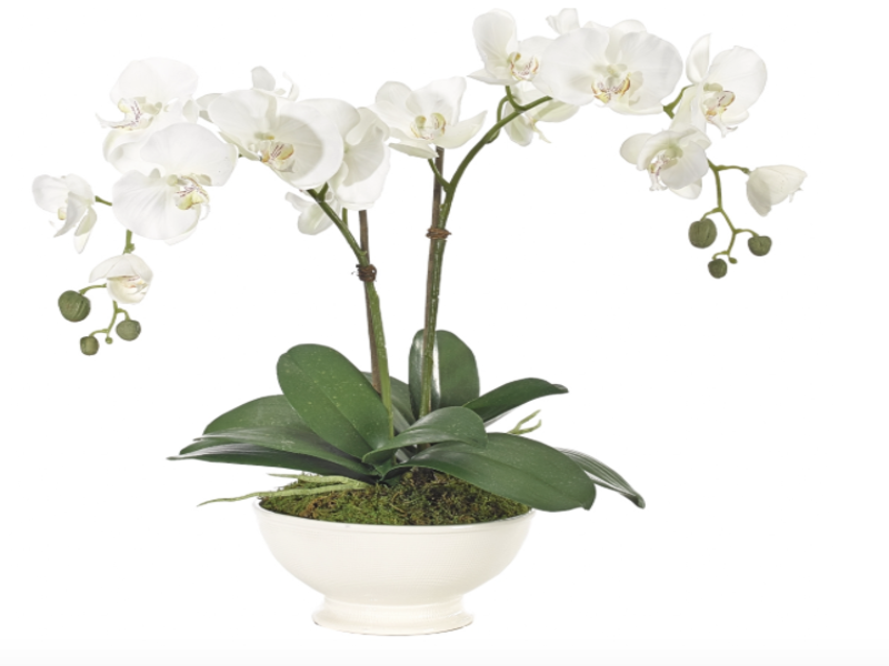 Adornos Orchid Phalaenopsis 